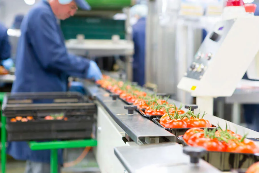Abpackung von Tomaten an der Produktionslinie