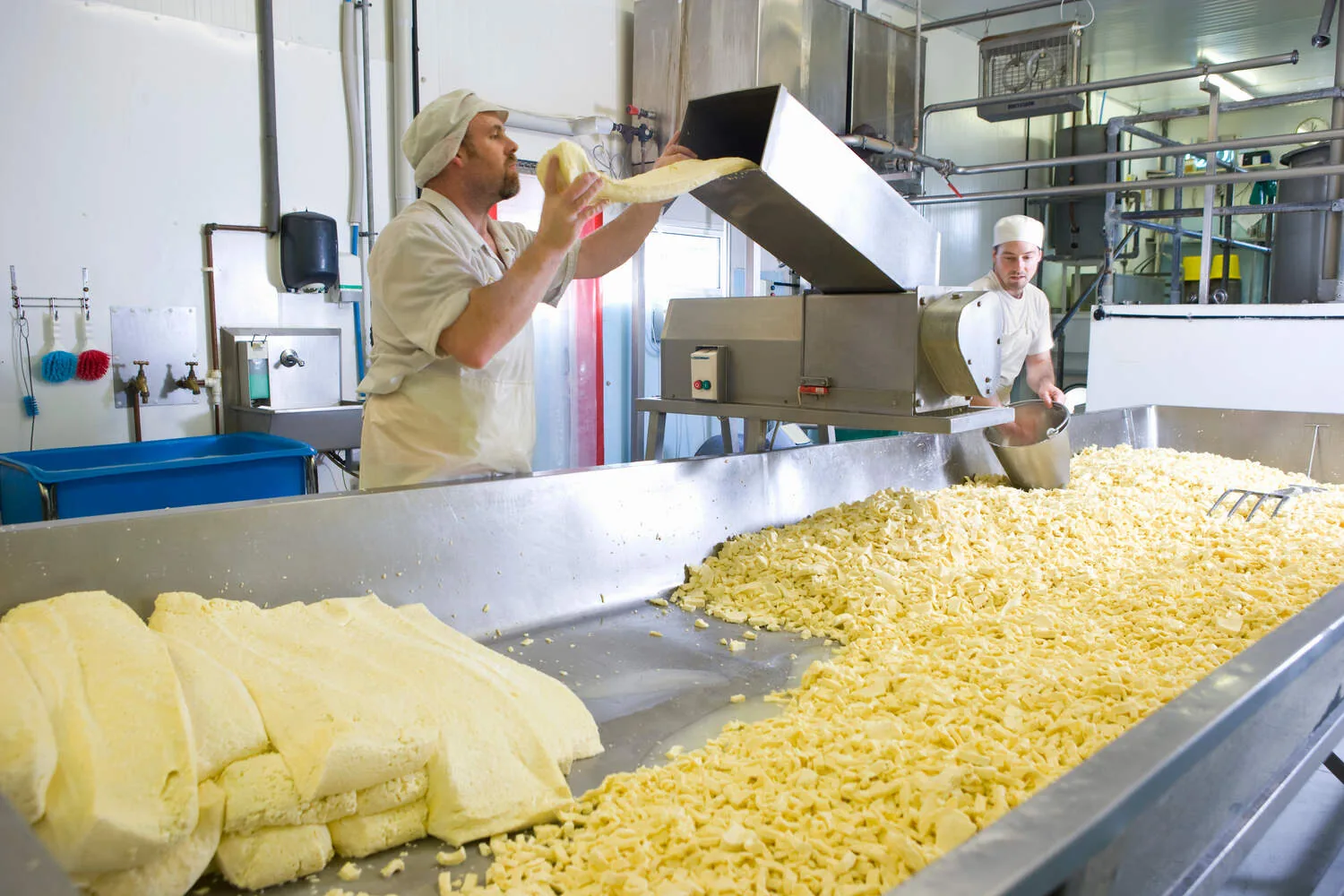 Käseproduktion in der Molkerei